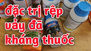 Hd562.Đặc trị rệp vảy đã kháng thuốc trên cây bưởi