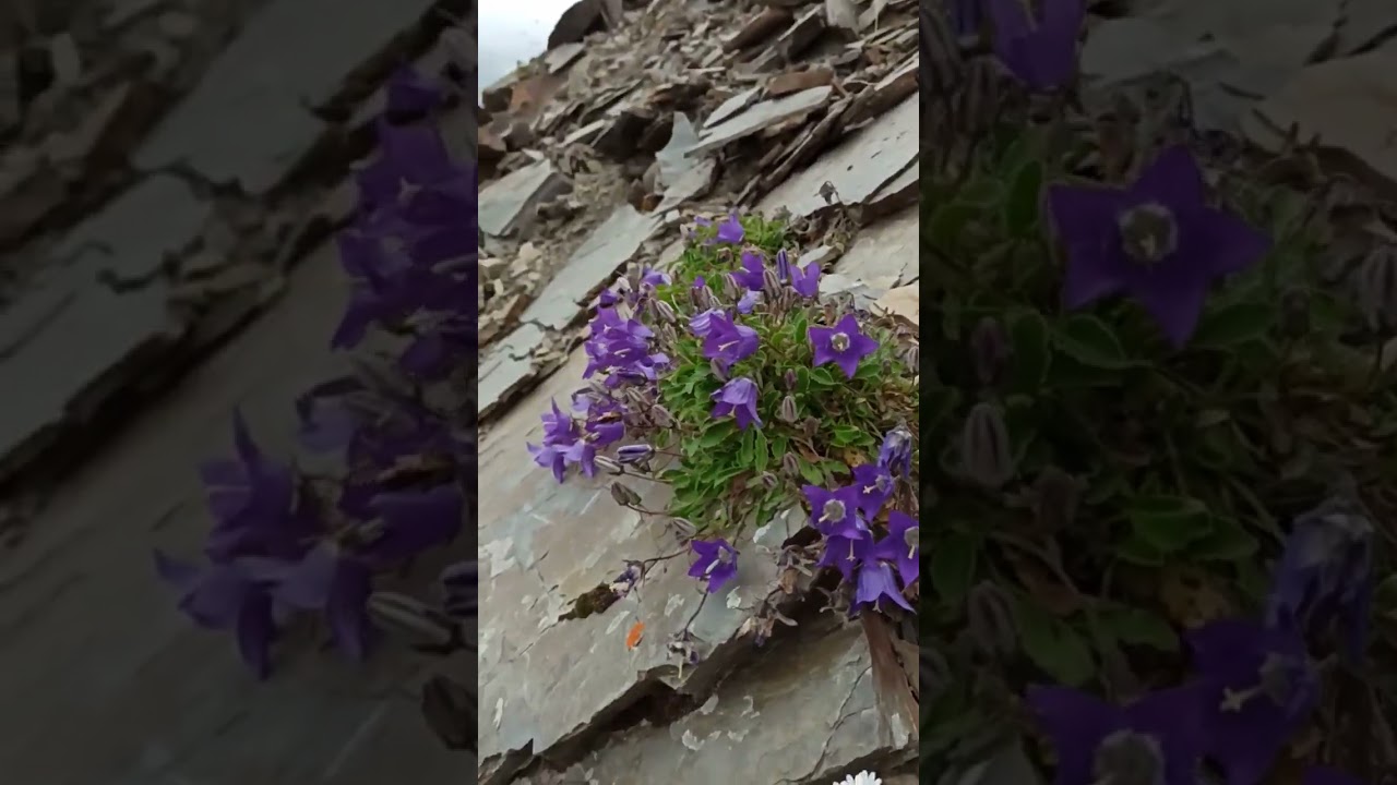 The beauty of the flowers growing in the harsh conditions of the high mountains fascinates people.