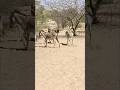 #animals donkeys #youtubeshorts