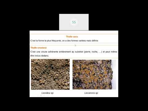 Vidéo: Quelle est la relation symbiotique chez les lichens ?