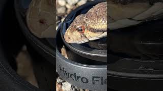 Thirsty Gophersnake Drinks From Bottle Cap on Dry Road
