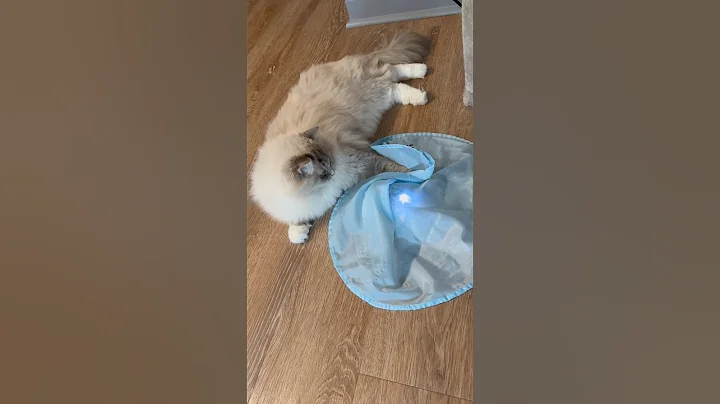 Watch the video about One lazy boy #cats #ragdolls #catlover #kitty #cute #love #lovesong #lovestory #life #like