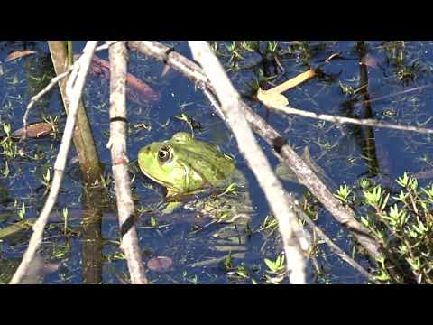 A Marsh Frog - Nature within Ten miles of your House