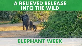 Releasing 23 Elephants Into Zinave National Park