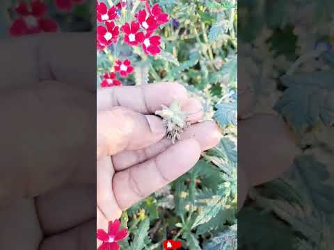 Wideo: Ocalenie nasion werbeny – kiedy zbierać nasiona werbeny z roślin