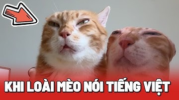 Những khoảnh khắc khi loài mèo tập nói Tiếng Việt (Phần 2) 😂
