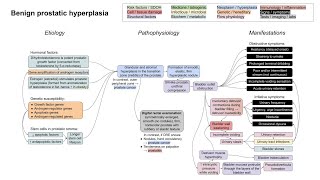 Benign prostatic hyperplasia, BPH (mechanism of disease)