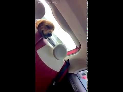 @The_Golden_Enzo | My funny Dog Scared of Car Windshield Wiper