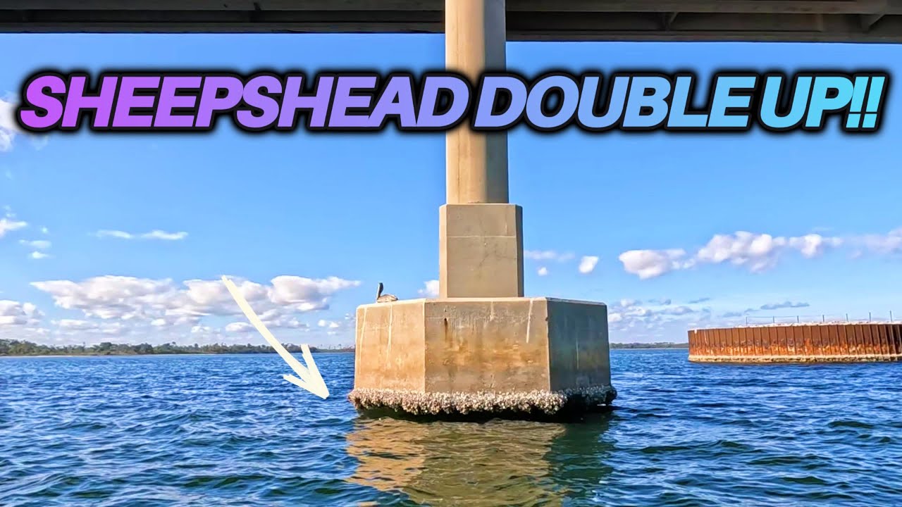 How I Catch Sheepshead Off Florida Bridges | 2 BIG Ones Landed 