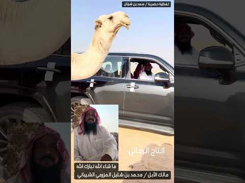 بعارين محمد بن شليل المزرمي الشيباني تغطية حصرية سعد بن شرثان ٤ ٤ ١٤٤٧ هجري