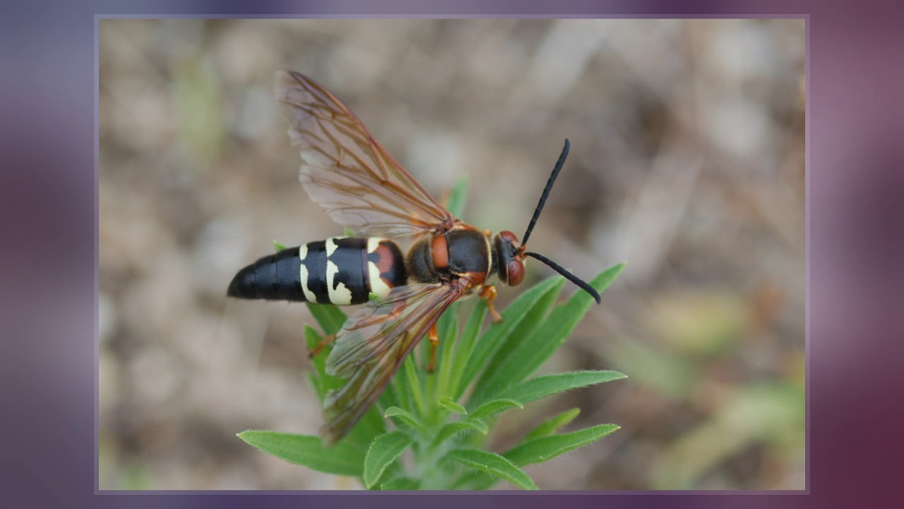 New Jersey has yet another killer insect on the loose right now