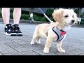 5ヶ月の子犬と初めてのお散歩に行ってアイスでも食べましょ