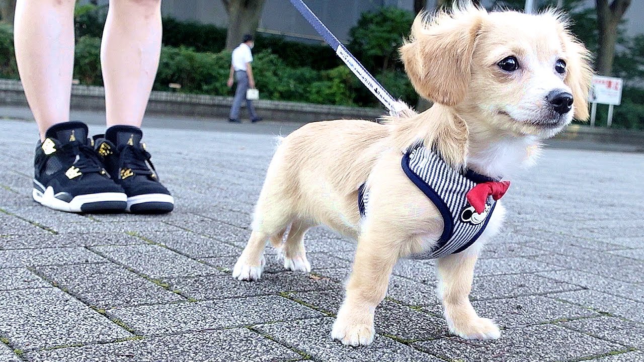 5ヶ月の子犬と初めてのお散歩に行ってアイスでも食べましょ