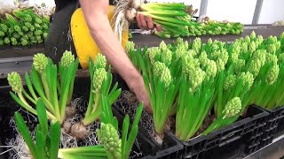 You Probably Didn't Know This Planting Process - Inside Greenhouse Farming Hydroponic Flower by kidsgametv 873 views 1 year ago 10 minutes, 50 seconds