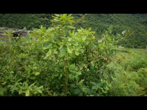 კაზნაკოვის ძიება