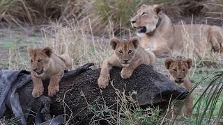 Lions life amazing style cubs eating