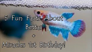 5 Fun Facts About Bettas + Happy 1St Birthday Miracle!