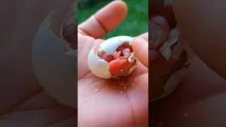 How do pigeons hatch from eggs?#pigeon #shorts