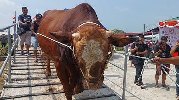 JUARA 1 P2 SEBELUM CONDROSIMO‼️🔥 ANAK SAPI TERBESAR TN BIMA SAKTI