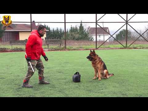 Sahibinin çantasını koruyan Alman Çoban Köpeği