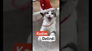 Çılgın Kedi Şirin Kız