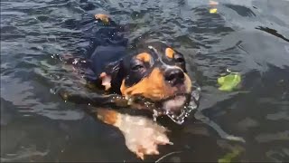 Puppy with Skull Injury Swims for the First Time then Beefs it Out with a Belgian Malinois by Dogmata 1,116 views 1 year ago 11 minutes, 32 seconds