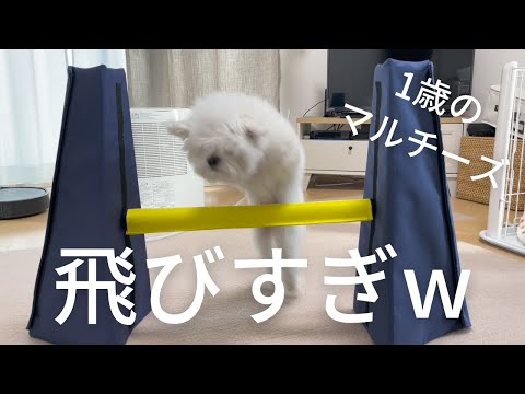 マルチーズまるの特技スゴくないですか？