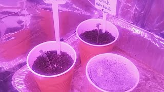 Nukeheads Veg Update