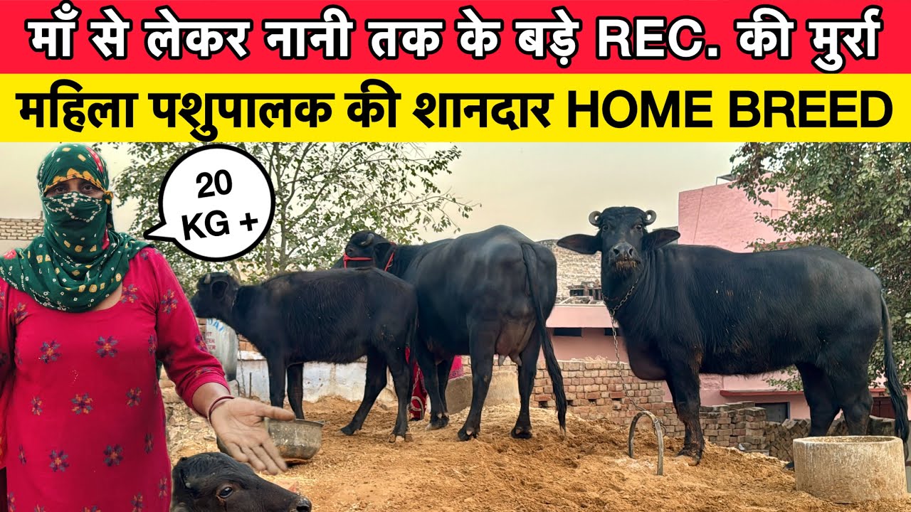महिला पशुपालक की शानदार HOME - BRED | माँ से लेकर नानी तक के बड़े REC || PANDWAN , CHARKHI DADRI ||