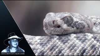 Newborn Rattlesnakes Alert 01
