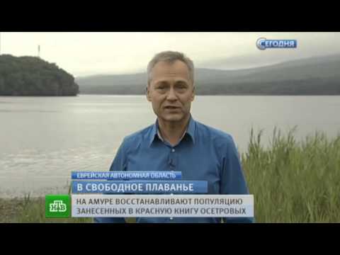 На Амуре активно восстанавливают популяции редких видов осетровых