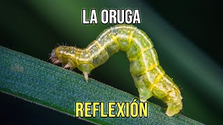 THE CATERPILLAR - Daily Reflections, Beautiful, Short, From the Soul, Positive Thoughts, Better P...