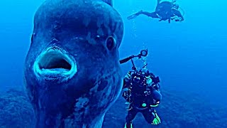 8 СТРАШНЫХ МОРСКИХ ЧУДОВИЩ, КОТОРЫЕ РЕАЛЬНО СУЩЕСТВУЮТ(Сегодня в выпуске 8 страшных морских чудовищ, которые реально существуют. Из видео вы узнаете о гигантских..., 2016-09-22T08:21:33.000Z)