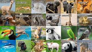 Alphabet Animal Babies: A to Z Baby Animals Spelling for New Learners