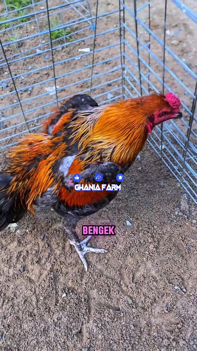 Kesalahan dalam merawat ayam muda #shortvideo #ayam #istanaayambangkok #viraltiktok #ayambangkok