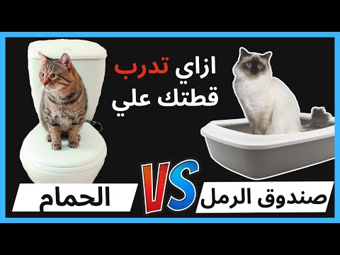 تدريب القطط علي الليتر بوكس و تعليم القطط دخول الحمام في اسرع وقت و بطريقة سهلة و صحيحة