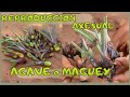 🌱 REPRODUCCIÓN ASEXUAL EN MAGUEY |apomixis✅como reproducir maguey por bulbilos|que tipo de maguey es