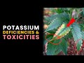 Potassium (K) Deficiencies, & Toxicities in Plants (Pt 2)