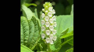 Download Lagu deulkkae, perilla or Korean perilla, 들깨, エゴマ(荏胡麻) MP3