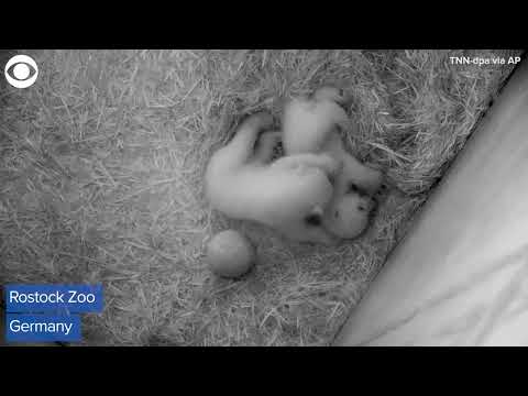 Video: Pet Scoop: Twin Polar Bear Cubs Debuut in München, Puppy Verkoopt voor $ 2 miljoen in China