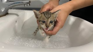 No kitten likes to be bathed, its true, be gentle when bathing your kitten