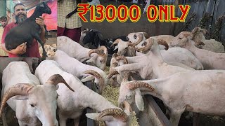 ₹13000 Main Joh Menda Lena Hai Lelo | Vilayti Sheep | Krypton Goat Farm Mumbai.