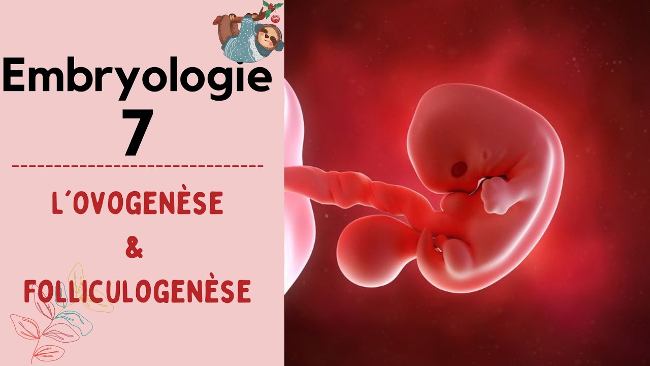 Embryologie -- L'ovogenèse --  ( 2022 ) شرح بالدارجة