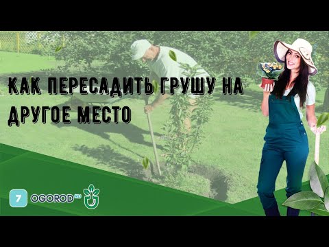 Как пересадить грушу на другое место