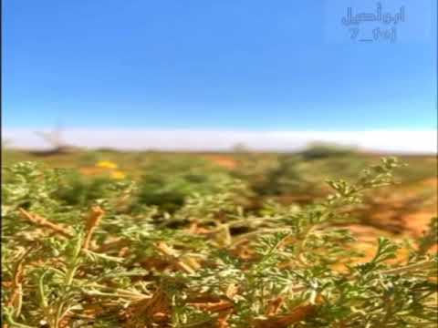 شيلة والله ان لك بين حدب الضلوع تصويري كشتات الشمال طريف الحماد 