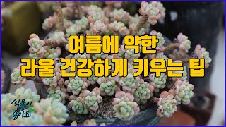 여름에 다육이 라울 병 없이 건강하게 키우는 방법
