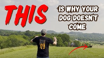 Dog Doesn