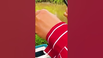 Câu Cá Trê Sông Sài Gòn #Shorts