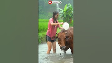 memandikan sapi di saat hujan begitu asik #nature #gadiscantik #rain #sapi