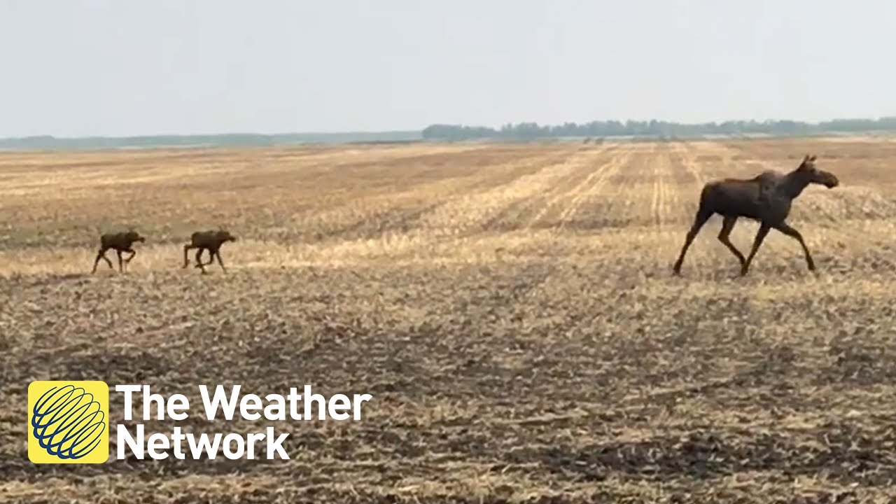 plains of abraham Mother moose and two calves race across Saskatchewan plains